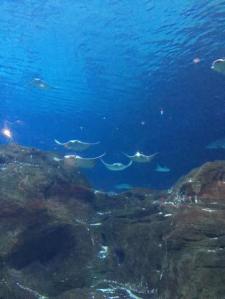 Adventure Aquarium 2